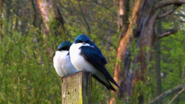 Grand Kankakee Marsh-Birds